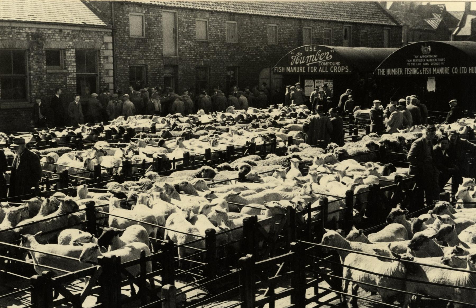 File:Driffield Cattle Market 1953 (archive ref PH-4-11) (29964024723).jpg - Image of Email marketing